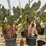 Kolokázia jedlá (Colocasia esculenta) ´ALOHA´ - výška 80-90 cm, kont. C15L